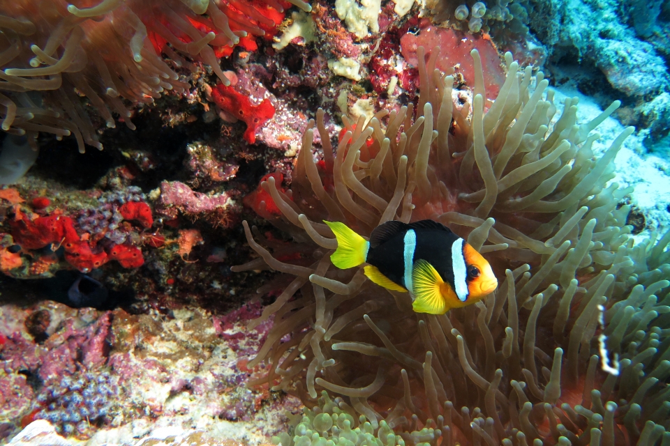 Amphiprion clarkii , Entacmaea quadricolor