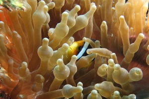 Amphiprion clarkii , Entacmaea quadricolor