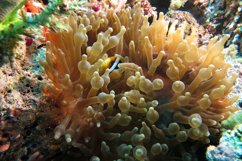 Amphiprion clarkii , Entacmaea quadricolor