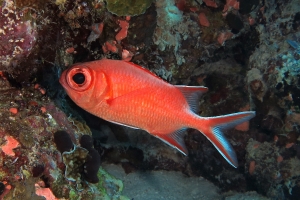 Myripristis vittata