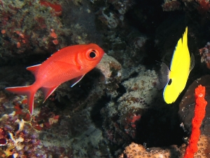 Myripristis vittata,  Forcipiger longirostris, Iotrochota purpurea