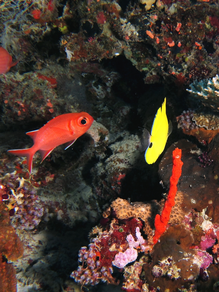 Myripristis vittata,  Forcipiger longirostris, Iotrochota purpurea