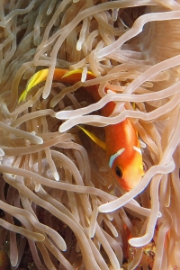 Amphiprion nigripes, Heteractis magnifica