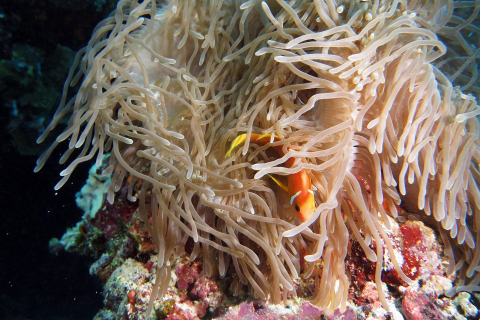 Amphiprion nigripes, Heteractis magnifica