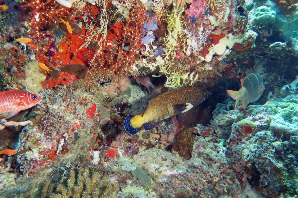 Cephalopholis argus, Monotaxis heterodon, Sargocentron caudimaculatum