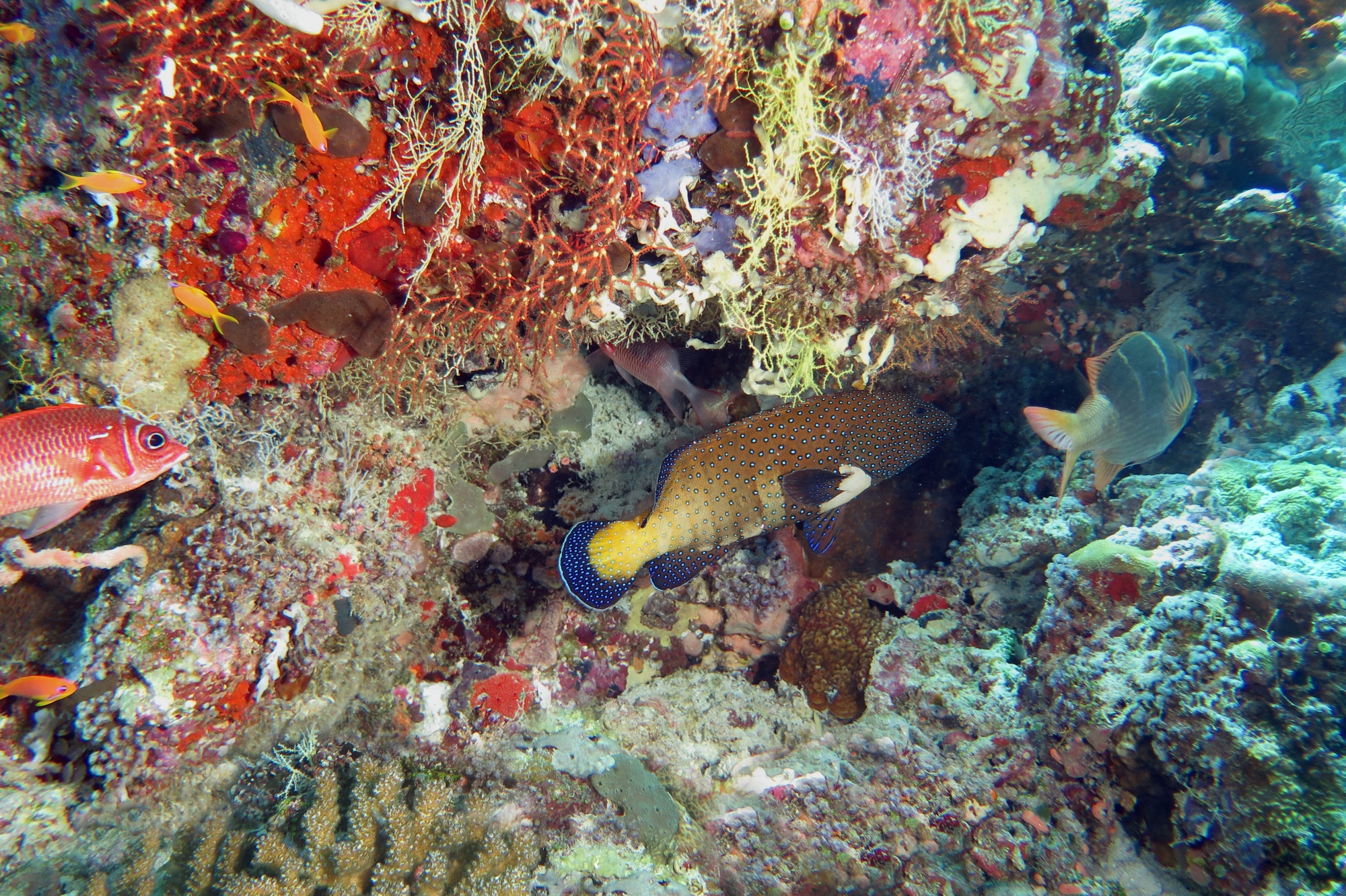 Cephalopholis argus, Monotaxis heterodon, Sargocentron caudimaculatum