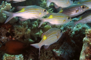 Gnathodentex aureolineatus