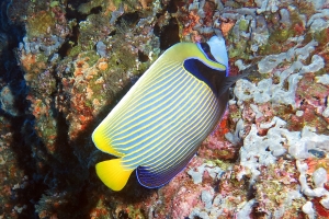 Pomacanthus imperator