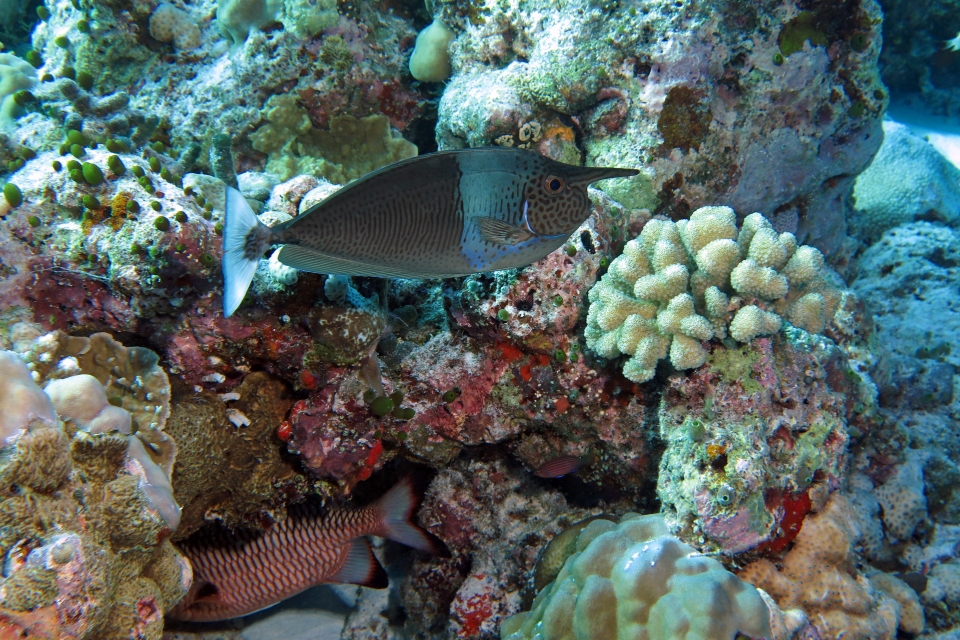 Naso brevirostris, Myripristis adusta