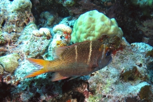 Monotaxis heterodon