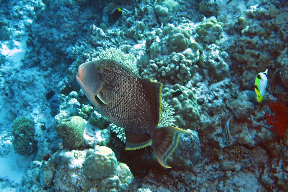 Pseudobalistes flavimarginatus, Chaetodon falcula