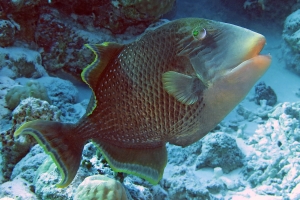 Pseudobalistes flavimarginatus