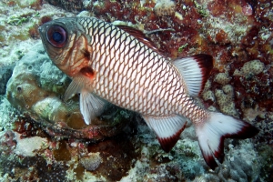 Myripristis adusta