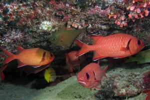 Myripristis murdjan, Pempheris vanicolensis, Lutjanus kasmira