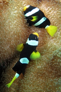 Amphiprion clarkii, Stichodactyla haddoni ou Stichodactyla mertensii