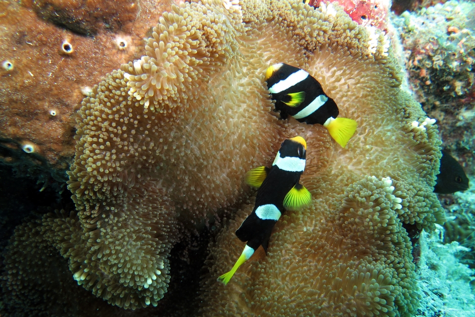 Amphiprion clarkii, Stichodactyla haddoni ou Stichodactyla mertensii