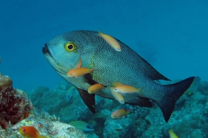 Macolor macularis, Pseudanthias dispar et Pseudanthias squamipinnis