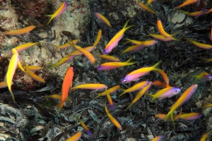 Pseudanthias evansi, Pseudanthias squamipinnis