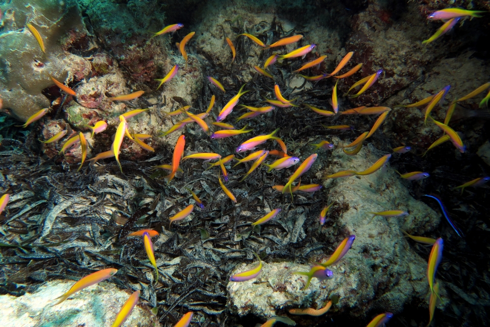 Pseudanthias evansi, Pseudanthias squamipinnis