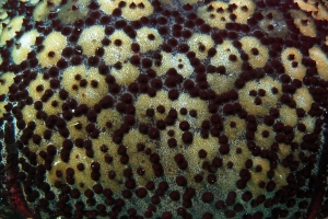 Culcita schmideliana