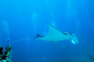 Mobula alfredi