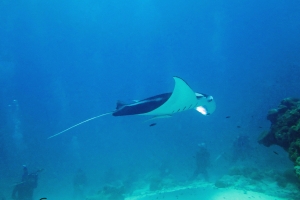 Mobula alfredi