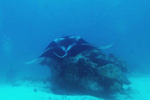 Mobula alfredi