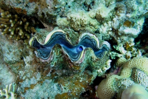 Tridacna maxima