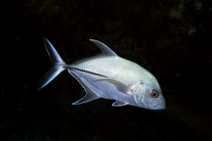 Caranx sexfasciatus