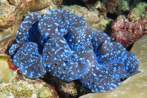 Tridacna maxima