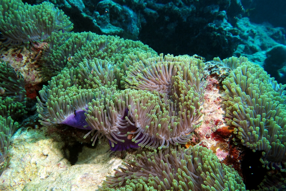 Heteractis magnifica, Amphiprion nigripes