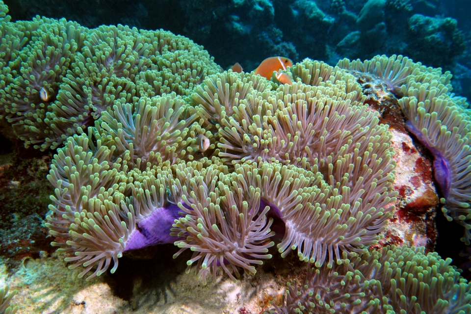 Heteractis magnifica, Amphiprion nigripes