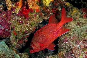 Sargocentron tiere
