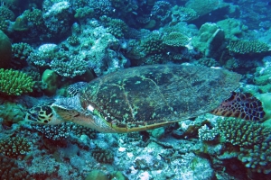 Eretmochelys imbricata