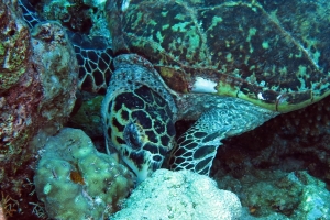 Eretmochelys imbricata