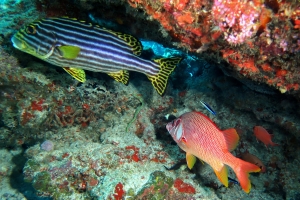 Plectorhinchus vittatus, Labroides dimidiatus, Sargocentron spiniferum, Myripristis vittata