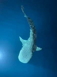 Rhincodon typus (Photo d'un participant de la croisière, Merci)