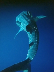 Rhincodon typus (Photo d'un participant de la croisière, Merci)