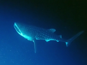 Rhincodon typus (Photo d'un participant de la croisière, Merci)