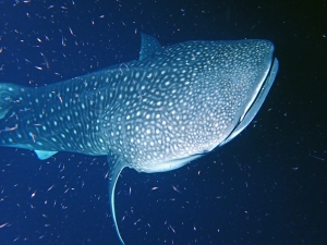 Rhincodon typus (Photo d'un participant de la croisière, Merci)