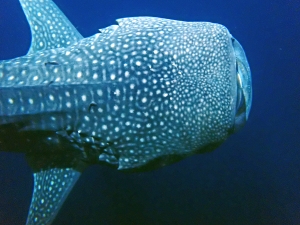 Rhincodon typus (Photo d'un participant de la croisière, Merci)