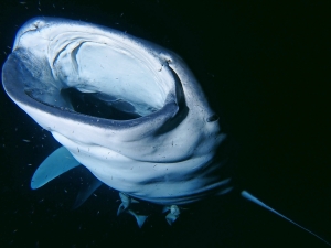 Rhincodon typus (Photo d'un participant de la croisière, Merci)