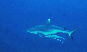 Carcharhinus amblyrhynchos Echeneis naucrates