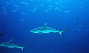 Carcharhinus amblyrhynchos, Echeneis naucrates