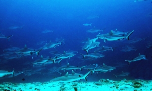 Carcharhinus amblyrhynchos