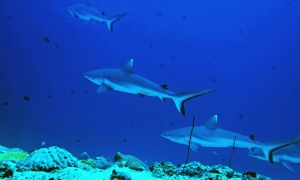 Carcharhinus amblyrhynchos