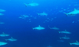 Carcharhinus amblyrhynchos