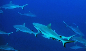 Carcharhinus amblyrhynchos, Echeneis naucrates