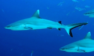 Carcharhinus amblyrhynchos