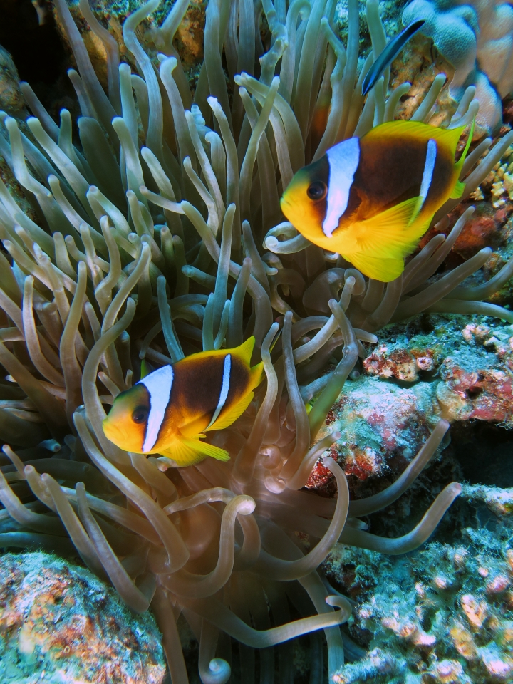 Amphiprion bicinctus